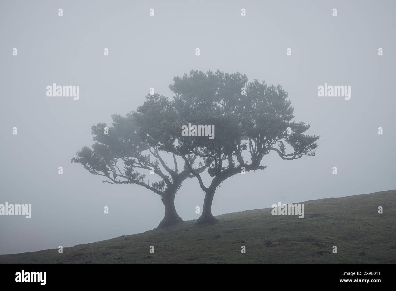 Mystic Foggy Forest: Incantevoli vedute da Fanal Woods Foto Stock