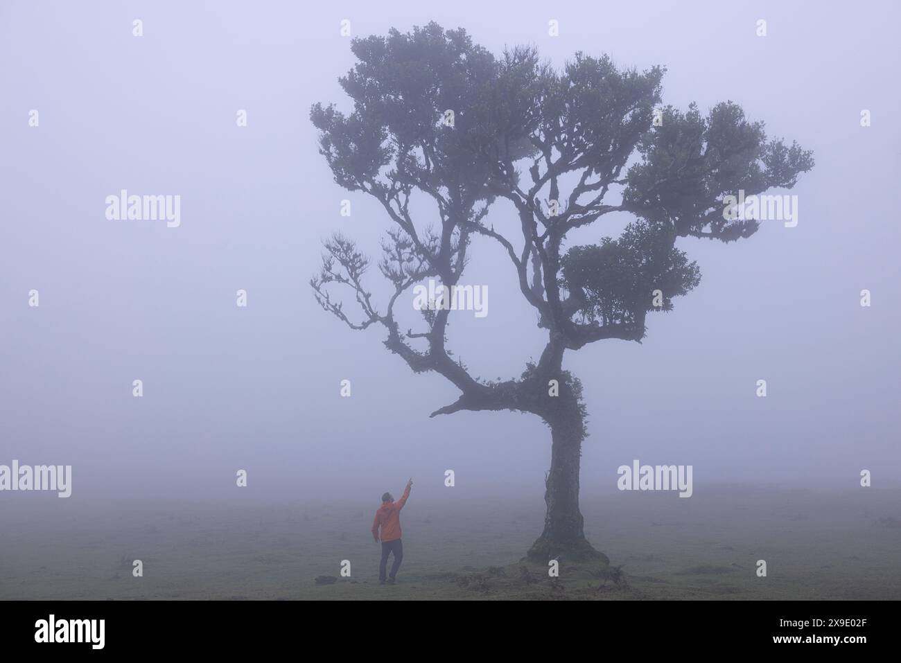 Mystic Foggy Forest: Incantevoli vedute da Fanal Woods Foto Stock