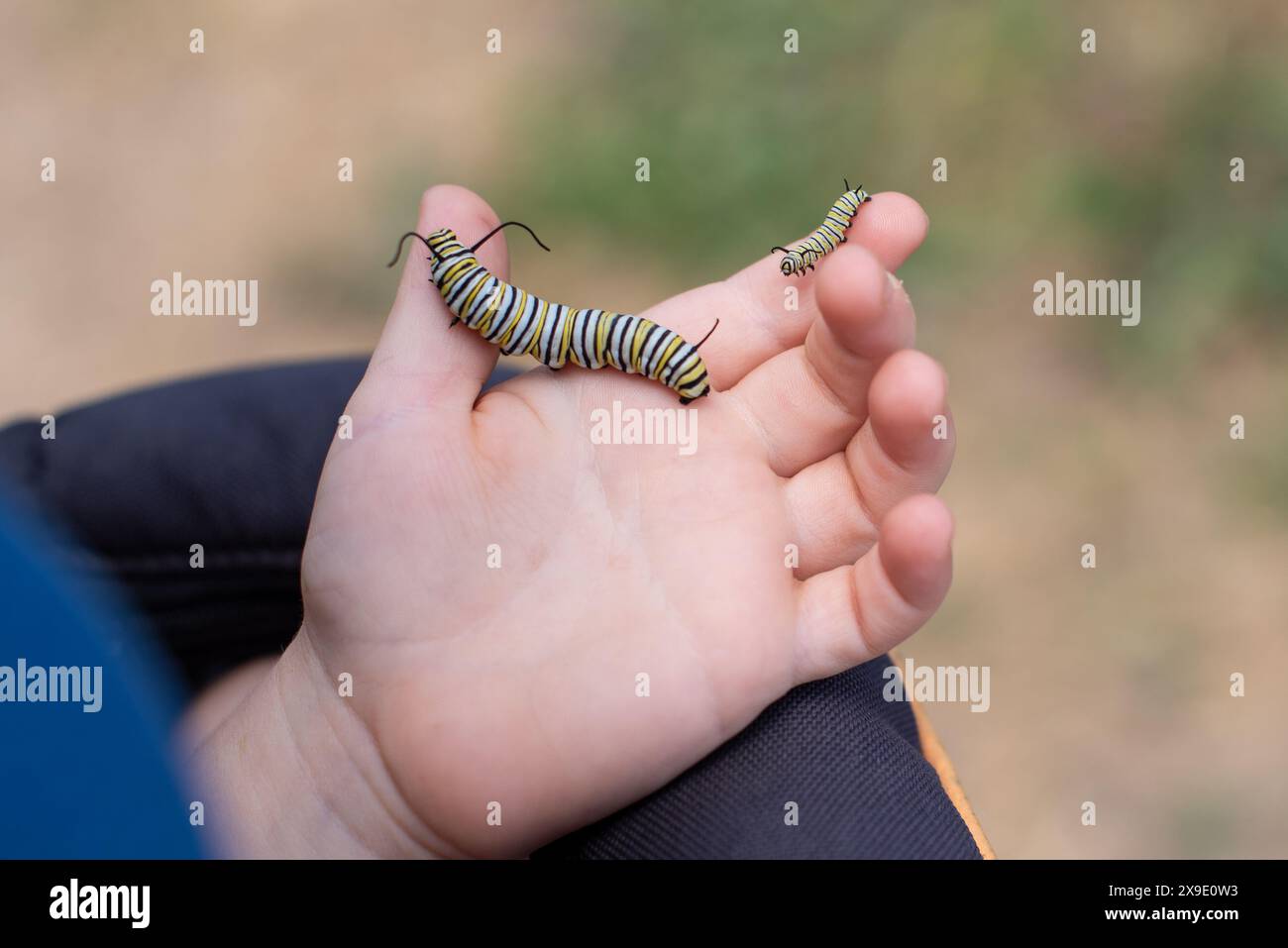 Mano del bambino che tiene in mano due colonne caterpillari Monarch a righe Foto Stock