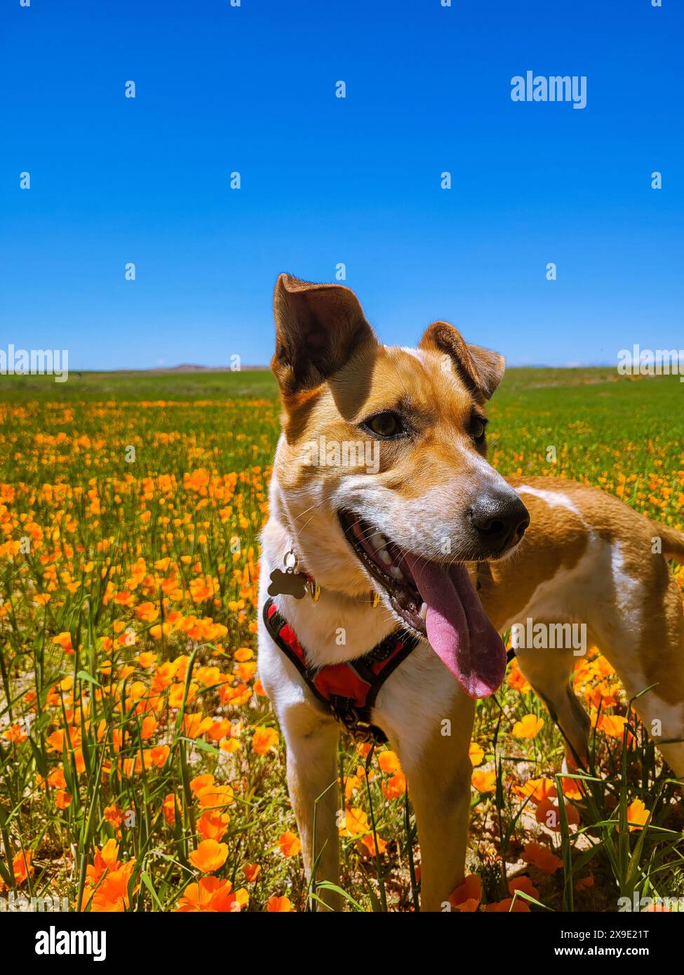 Happy Pup gode di una giornata di sole all'Antelope Valley Poppy Reserve Foto Stock