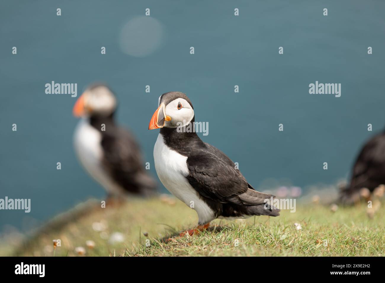 Puffin vicino all'oceano delle isole Noss Shetland Foto Stock