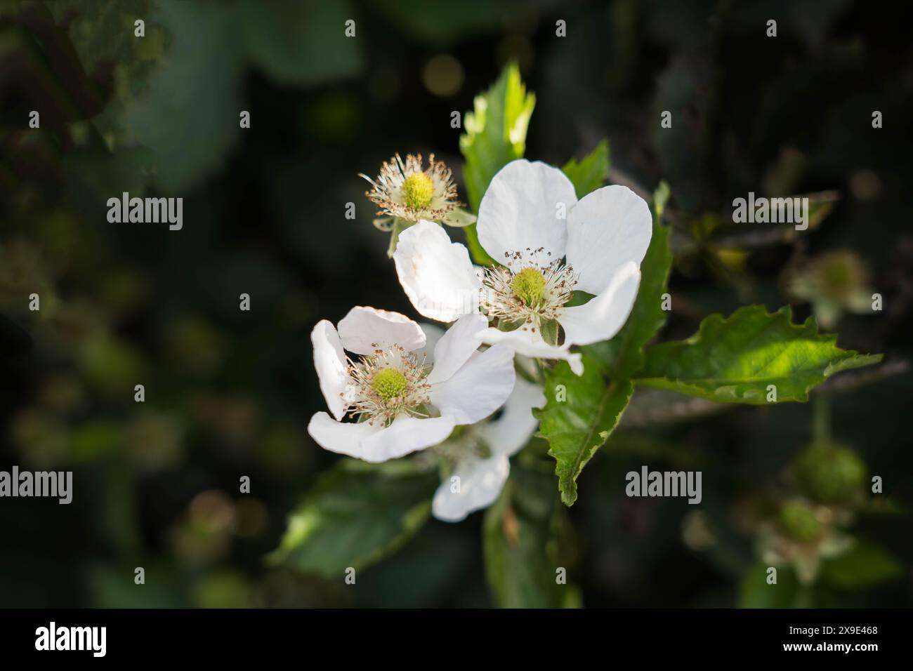 Fioritura di fiori di fattoria di mirtilli a Vattavada Kerala Foto Stock