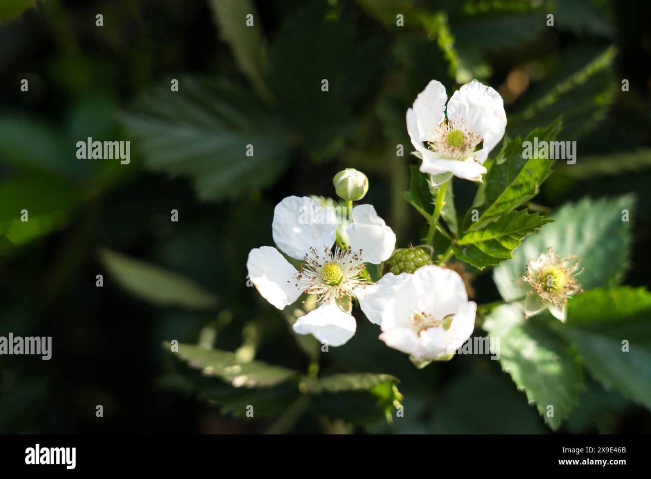 Fioritura di fiori di fattoria di mirtilli a Vattavada Kerala Foto Stock