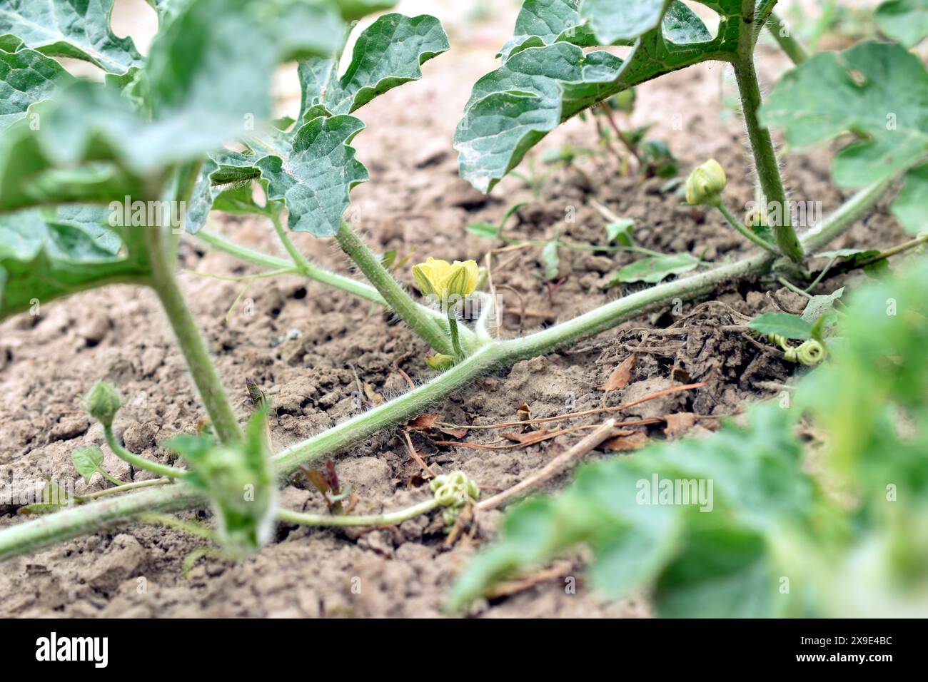 Un fiore giallo fiorito su una lunga vite di un cespuglio di anguria. Foto Stock