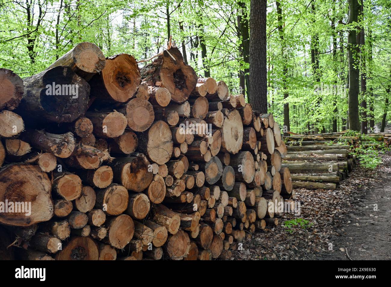 Pila di legna per stufe da fuoco in una foresta Foto Stock