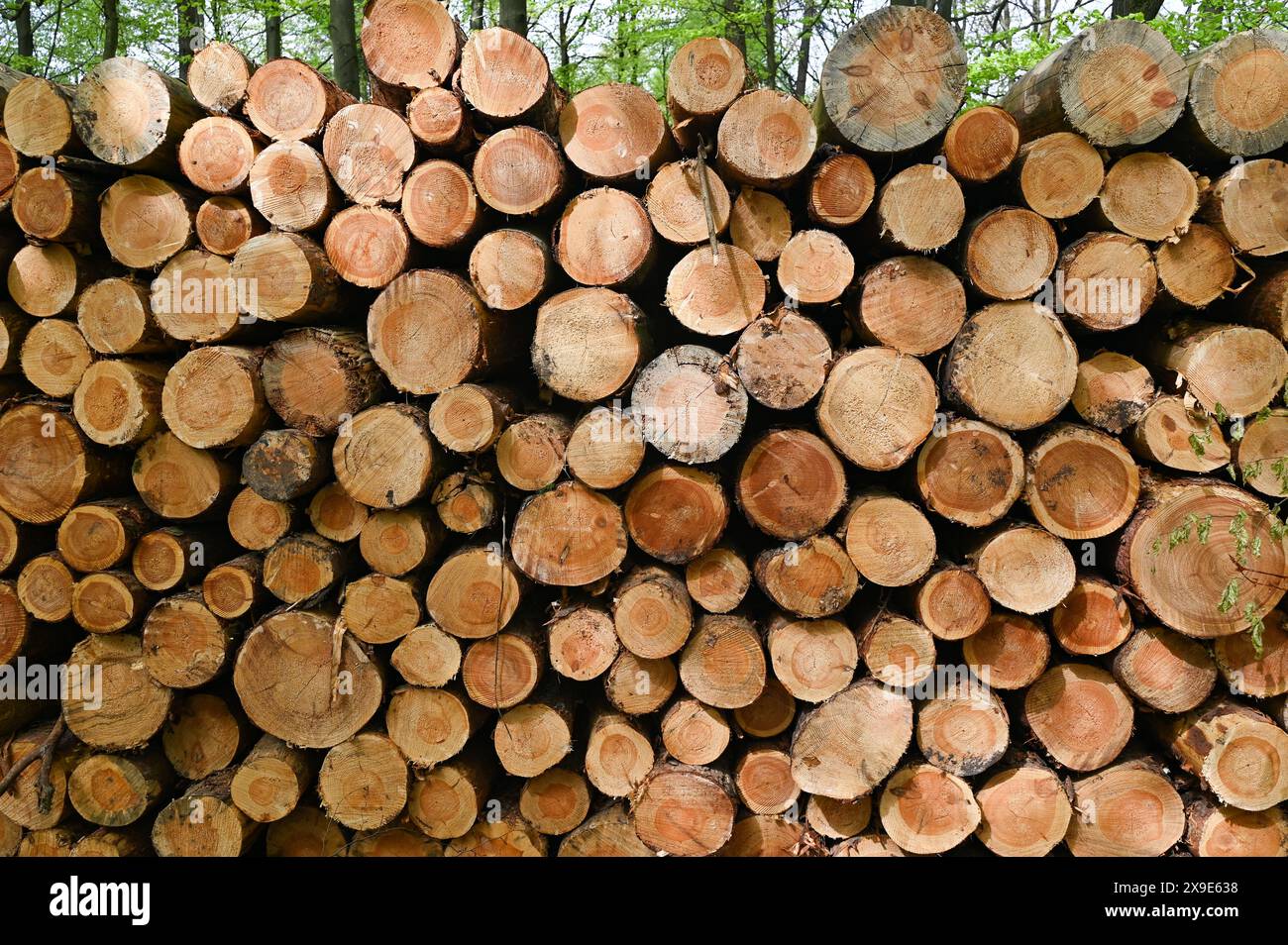Pila di legna per stufe da fuoco in una foresta Foto Stock