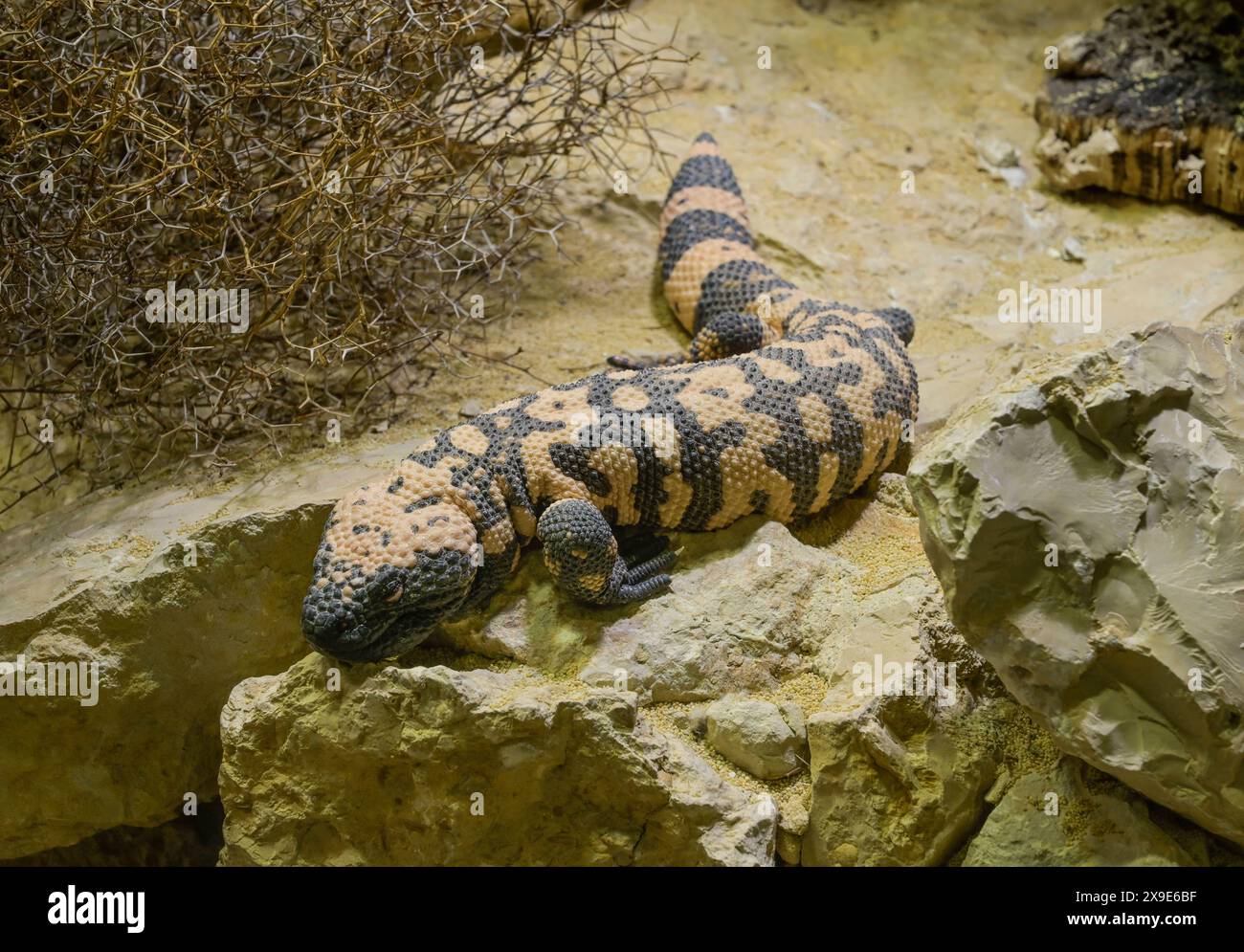 Gila Krustenechse, Zoo, Binningerstraße, Basilea, Svizzera *** Gila Crostaceo, Zoo, Binningerstrasse, Basilea, Svizzera Foto Stock