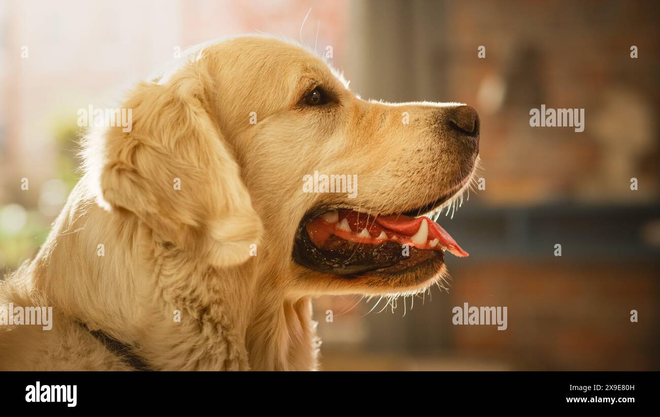 Ritratto di un bel Nobel Pedigree Golden Retriever Dog guarda la macchina fotografica, divertirsi a casa nel salotto di Loft. Happy Canine Puppy - migliore amico e compagno di viaggio dell'uomo. Foto Stock