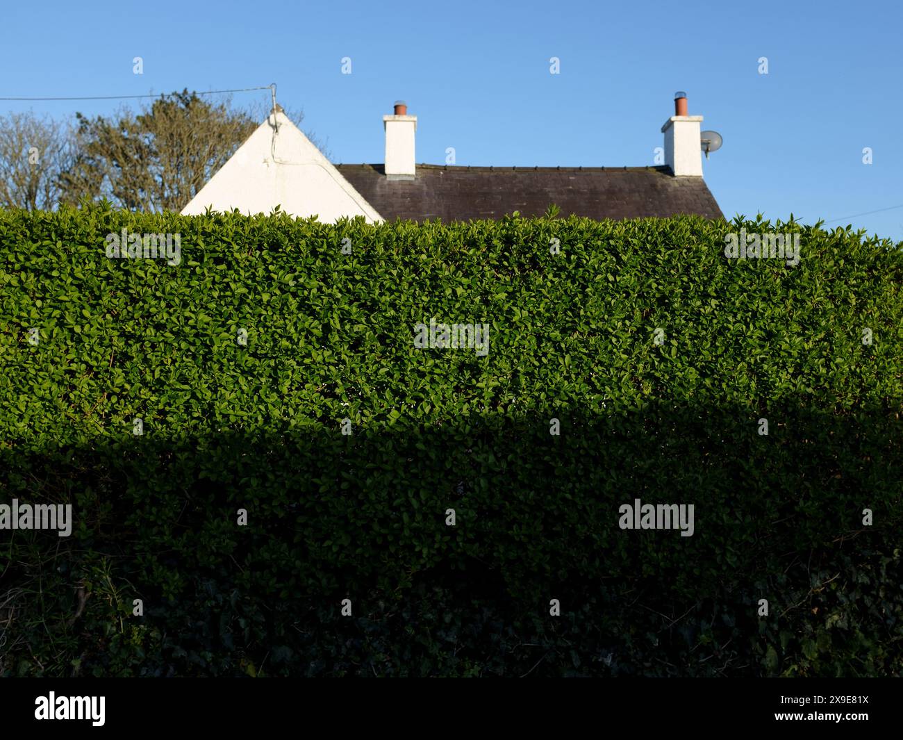 Casa dietro un'alta siepe di privet Foto Stock