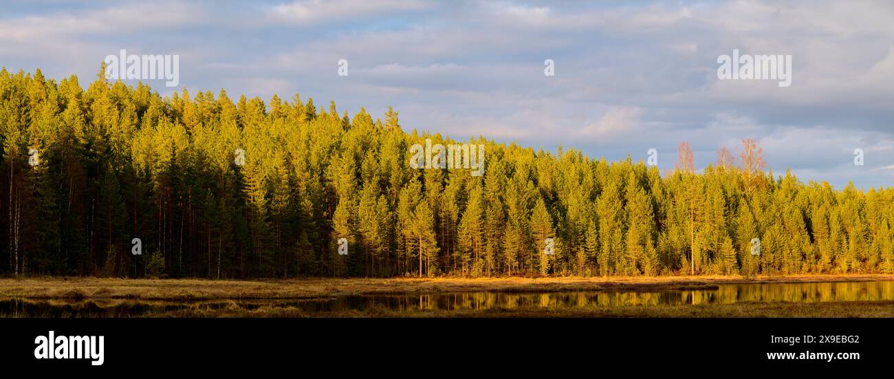 Calda luce serale su una foresta in un lago in Svezia Foto Stock