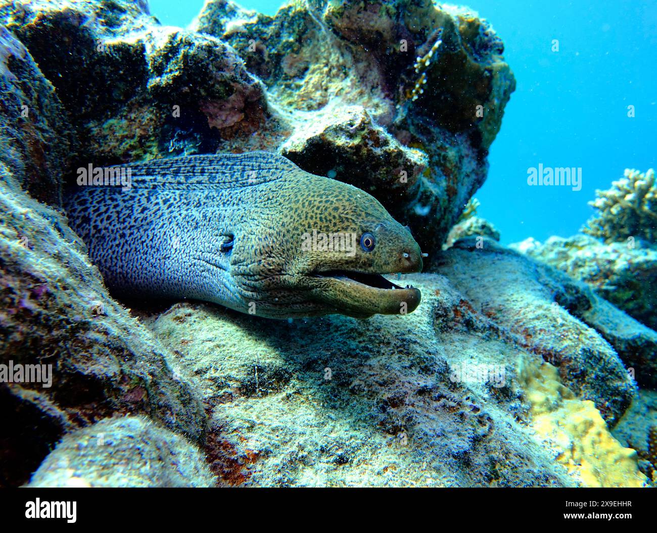 Pesce gigante Moray Marsa Alam, Mar Rosso - Egitto Foto Stock