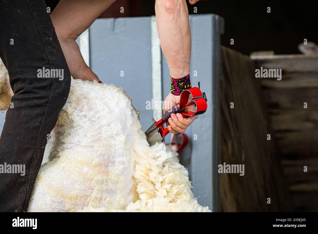 SHEPTON MALLET, SOMERSET, Regno Unito, 31 maggio, 2024, tosatura delle pecore al Royal Bath and West Show. Accreditamento John Rose/Alamy Live News Foto Stock