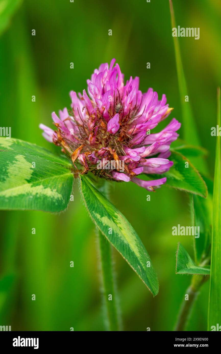 La fioritura del trifoglio viola in un prato. Foto Stock
