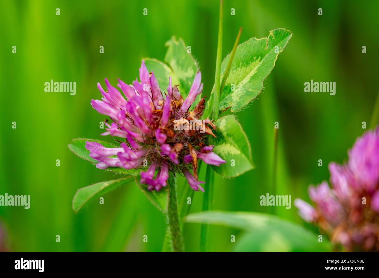 La fioritura del trifoglio viola in un prato. Foto Stock