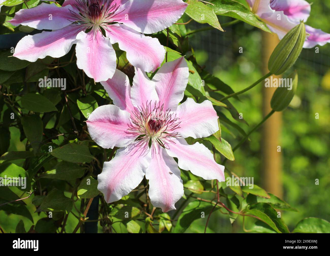 Un primo piano dei grandi fiori di Clematis "Nelly Moser" Foto Stock