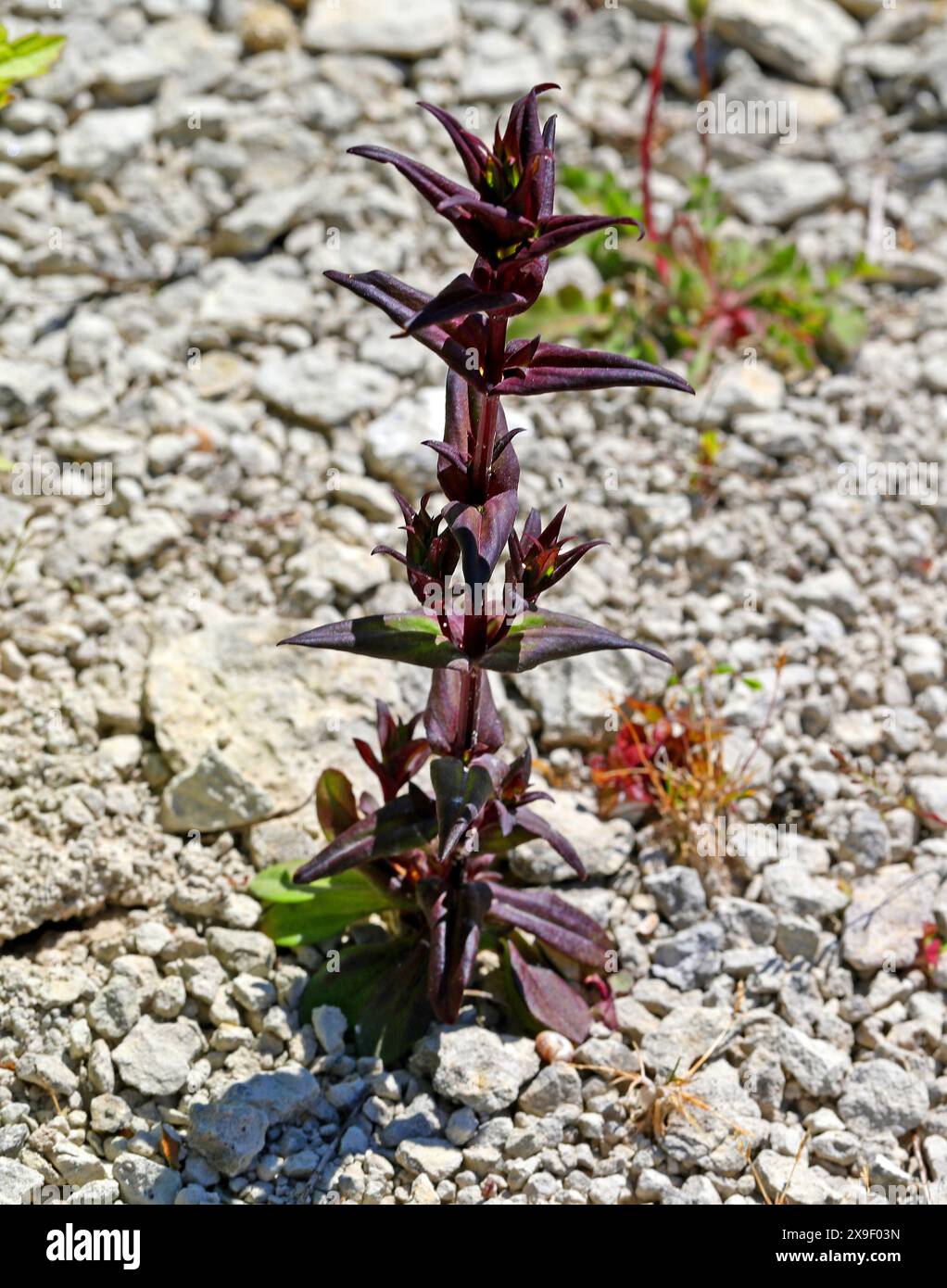 Autumn Gentian, Autumn Dwarf Gentian, o Autumn Felwort, Gentianella amarella, Gentianaceae. Chiltern Chalk Downs. Foto Stock