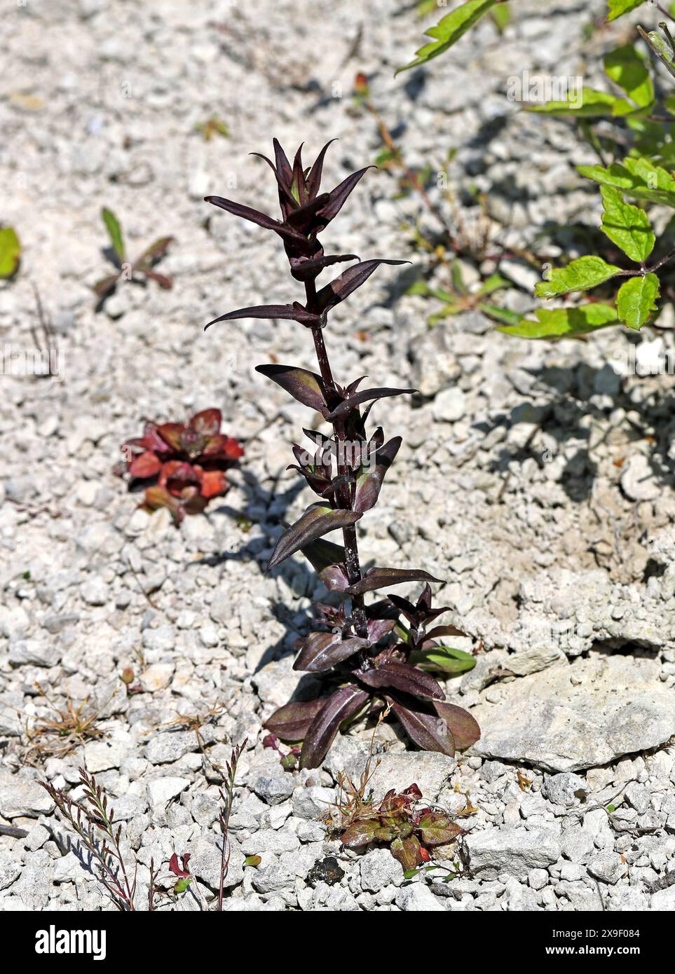 Autumn Gentian, Autumn Dwarf Gentian, o Autumn Felwort, Gentianella amarella, Gentianaceae. Chiltern Chalk Downs. Foto Stock