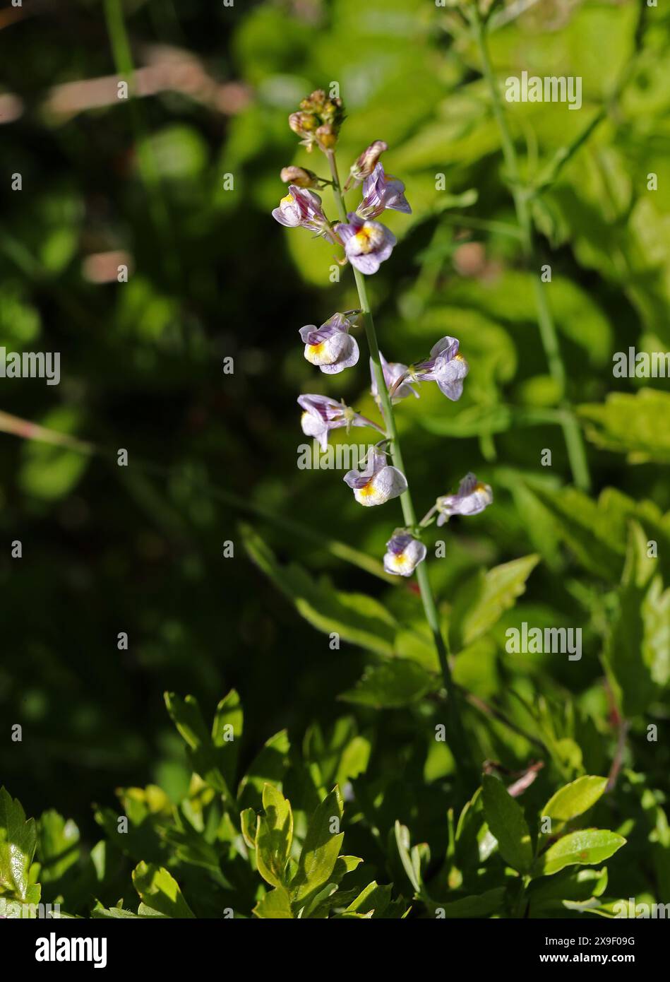 Pallido Toadflax o Creeping Toadflax, Linaria repens, Plantaginaceae (in precedenza Scrophulariaceae). Foto Stock