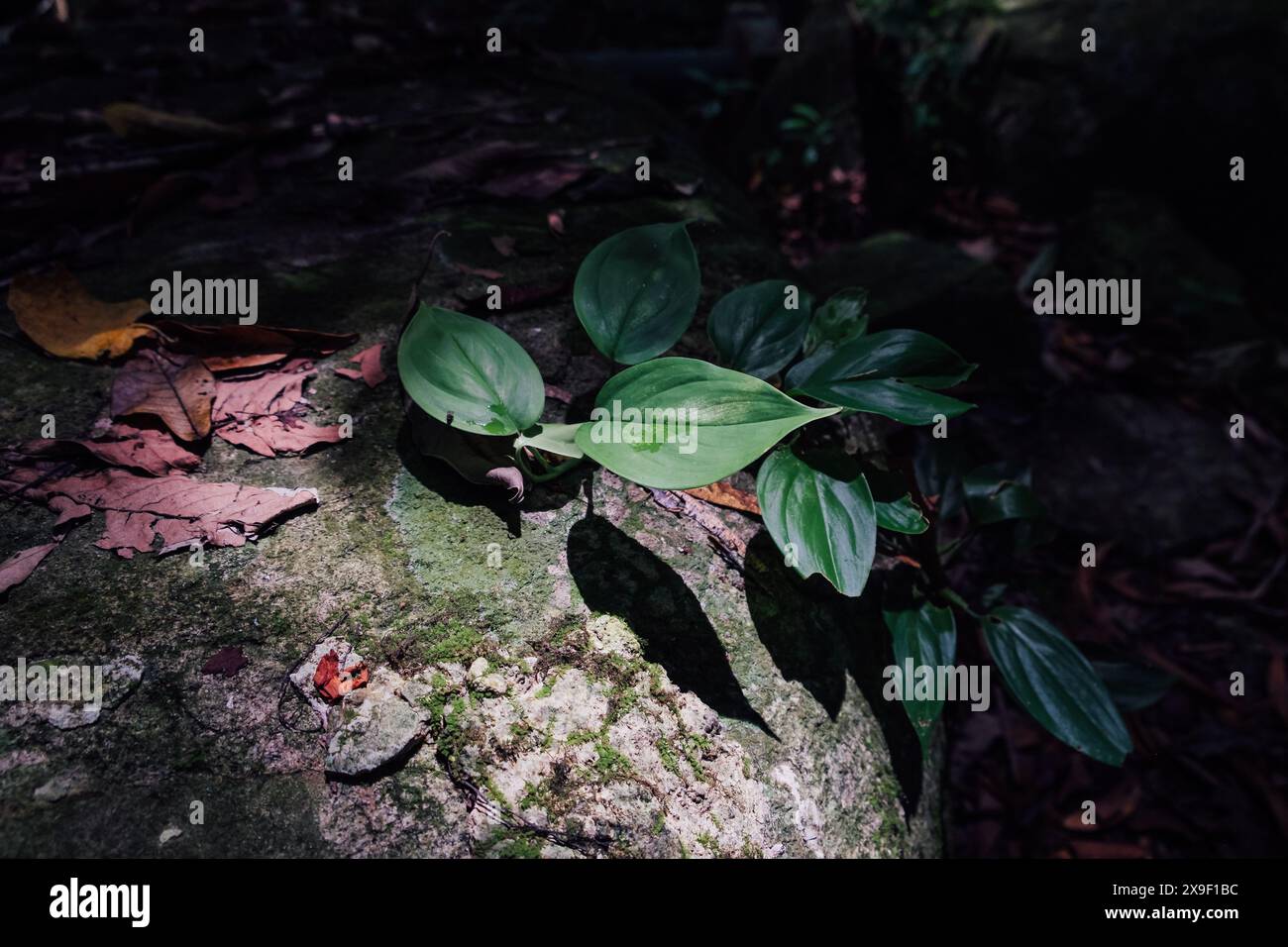 Effetto luce e ombra con una foglia verde nella giungla in Malesia Foto Stock