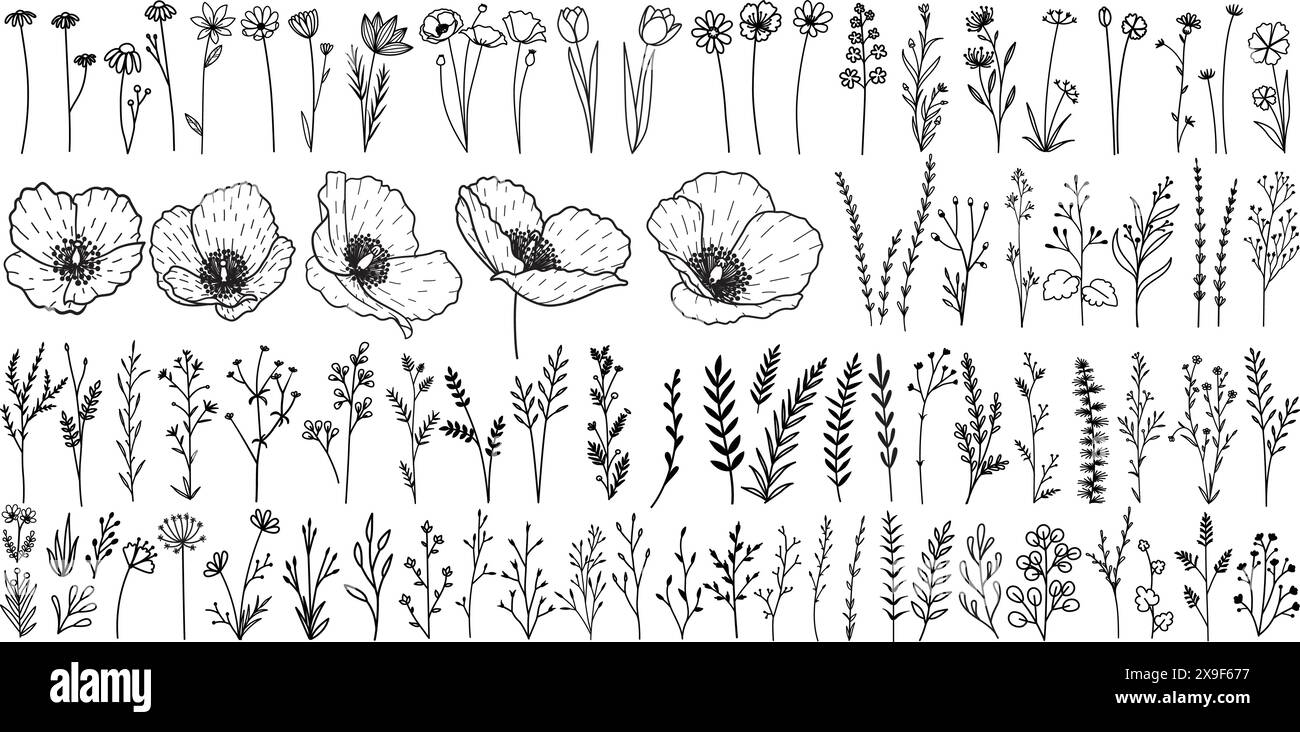 Fiori, foglie, rami e papavero gallese disegnati a mano in stile minimalista per logo, tatoo, elementi di design per carte nuziali. Illustrazione vettoriale. Illustrazione Vettoriale