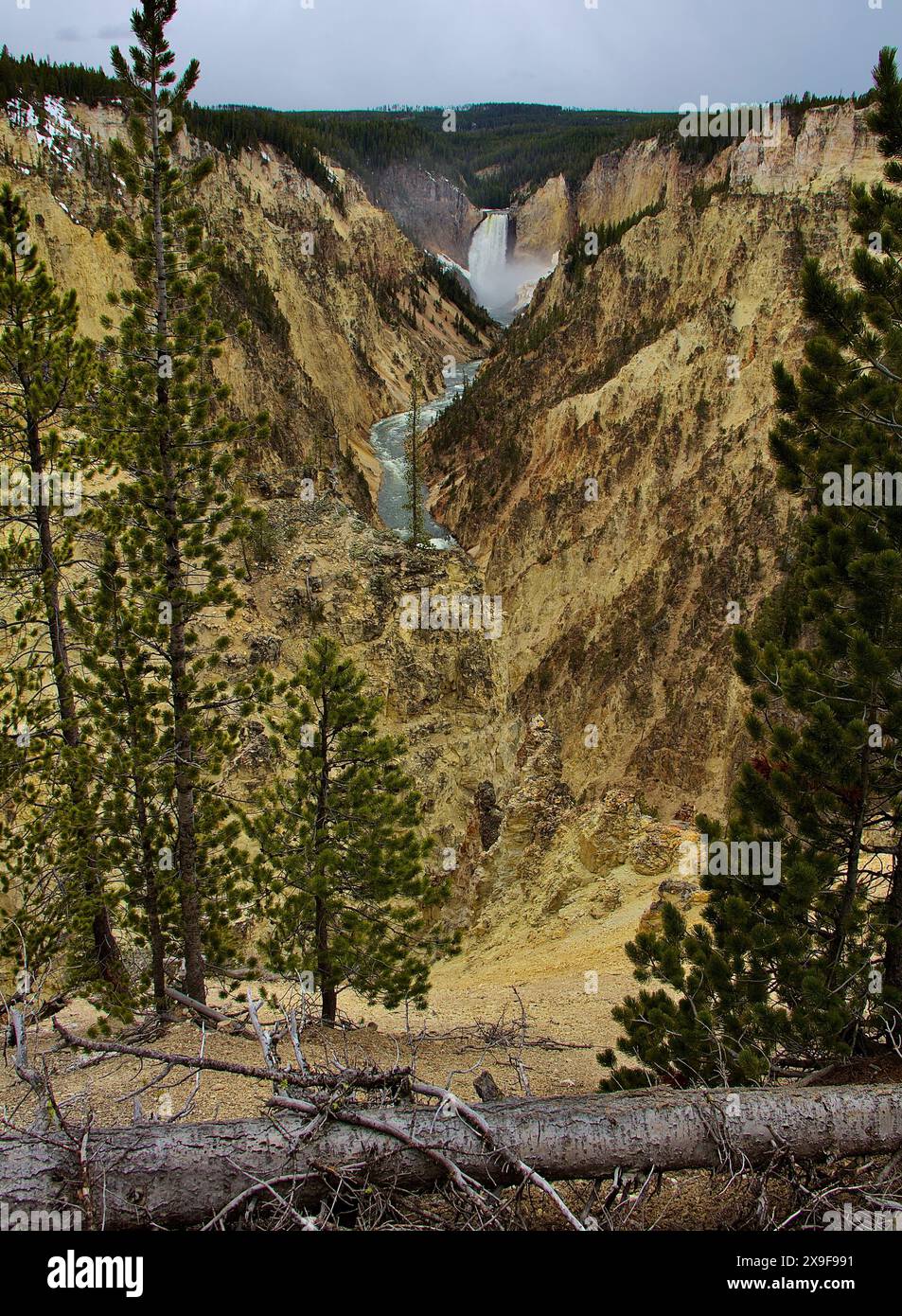 Parco nazionale di Yellowstone Foto Stock