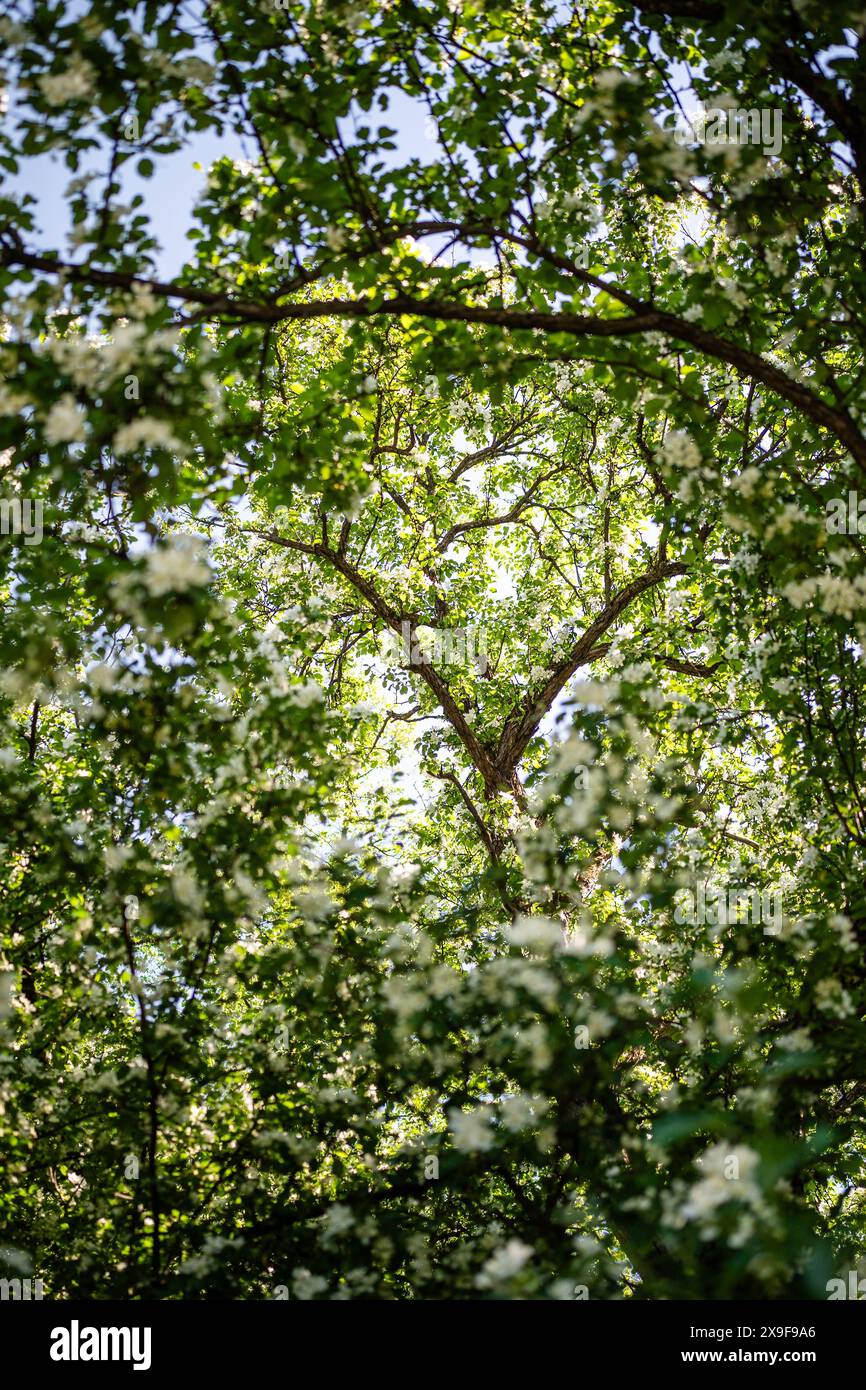 Melo bianco in fiore, primo piano morbido. Primavera, stagione nella natura. Foto Stock