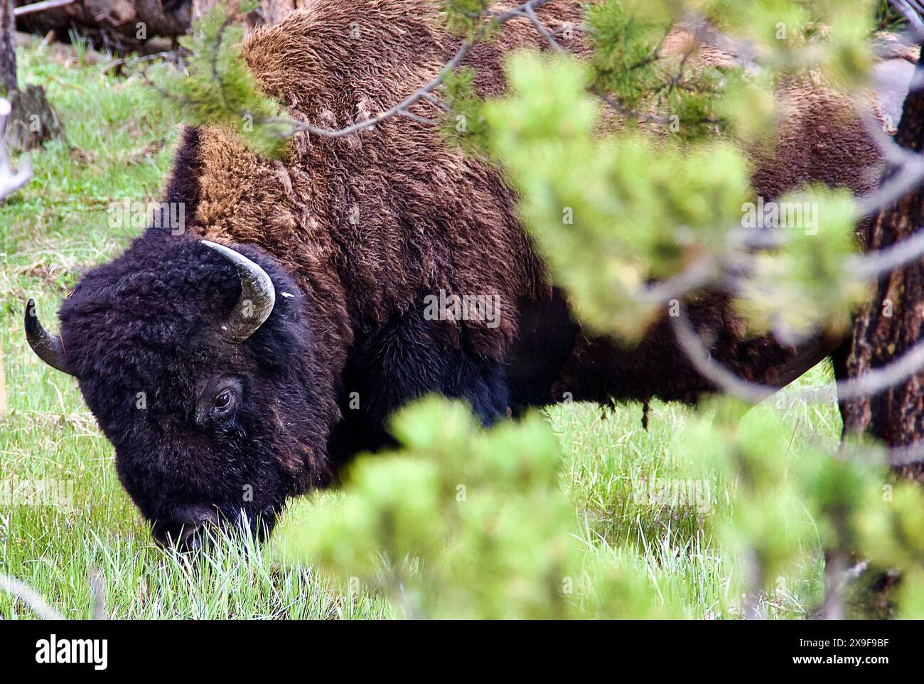 Bisonte nel parco nazionale di Yellowstone, U.S.A. Foto Stock