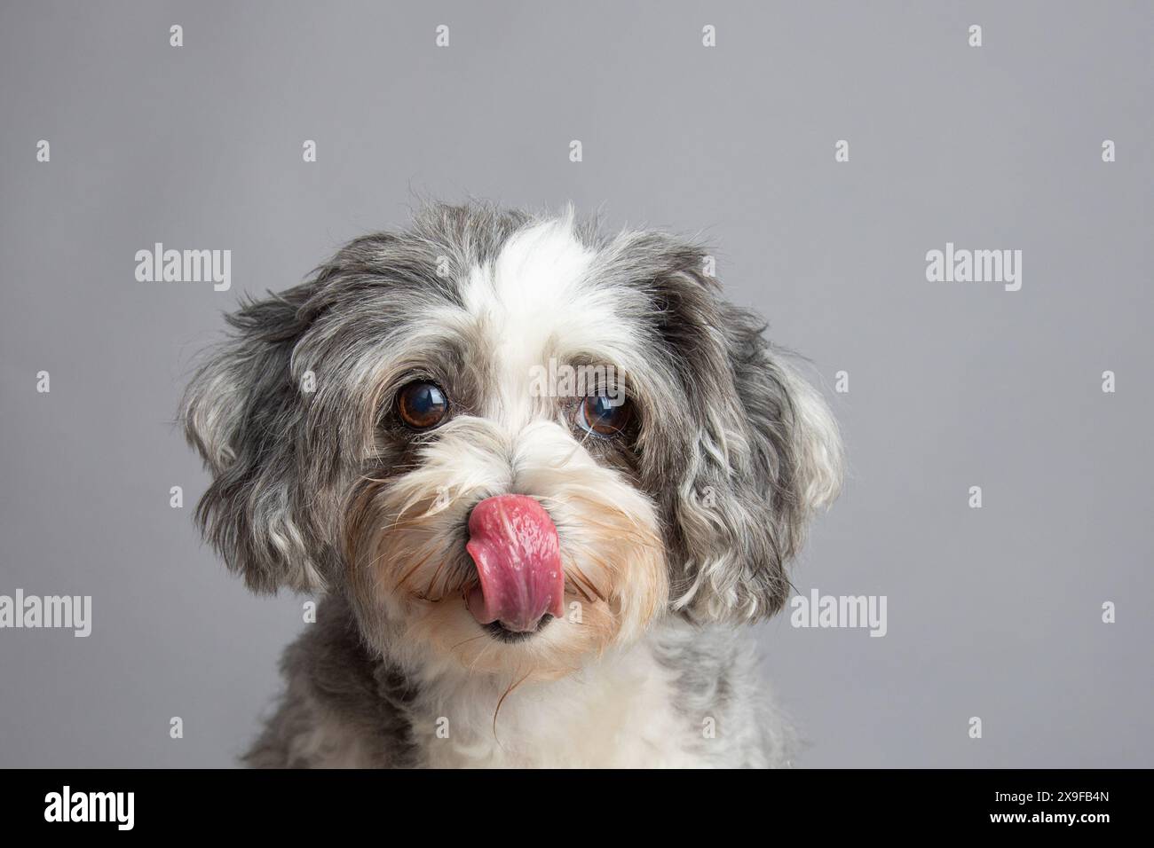 Ritratto di un maltipoo grigio e bianco che lecca le labbra davanti a uno sfondo grigio Foto Stock