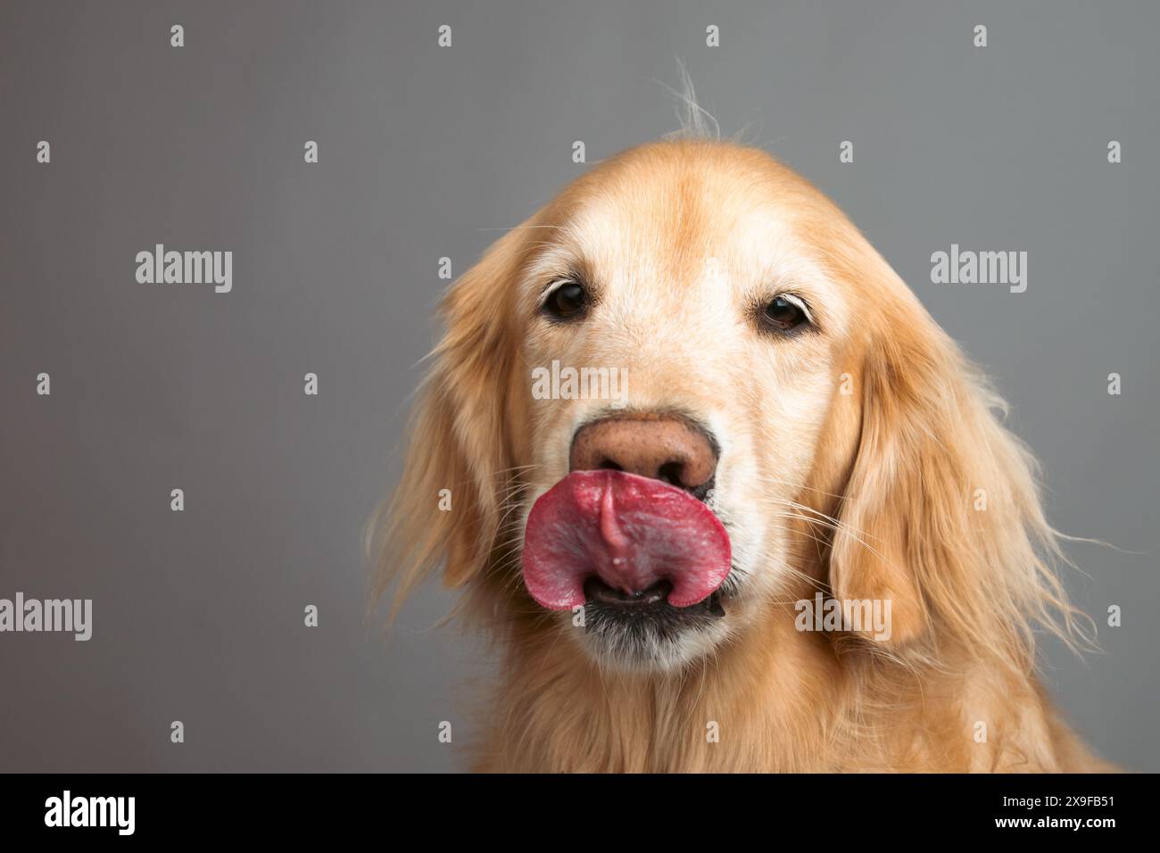 Ritratto di un Golden retriever che lecca le labbra davanti a uno sfondo grigio Foto Stock