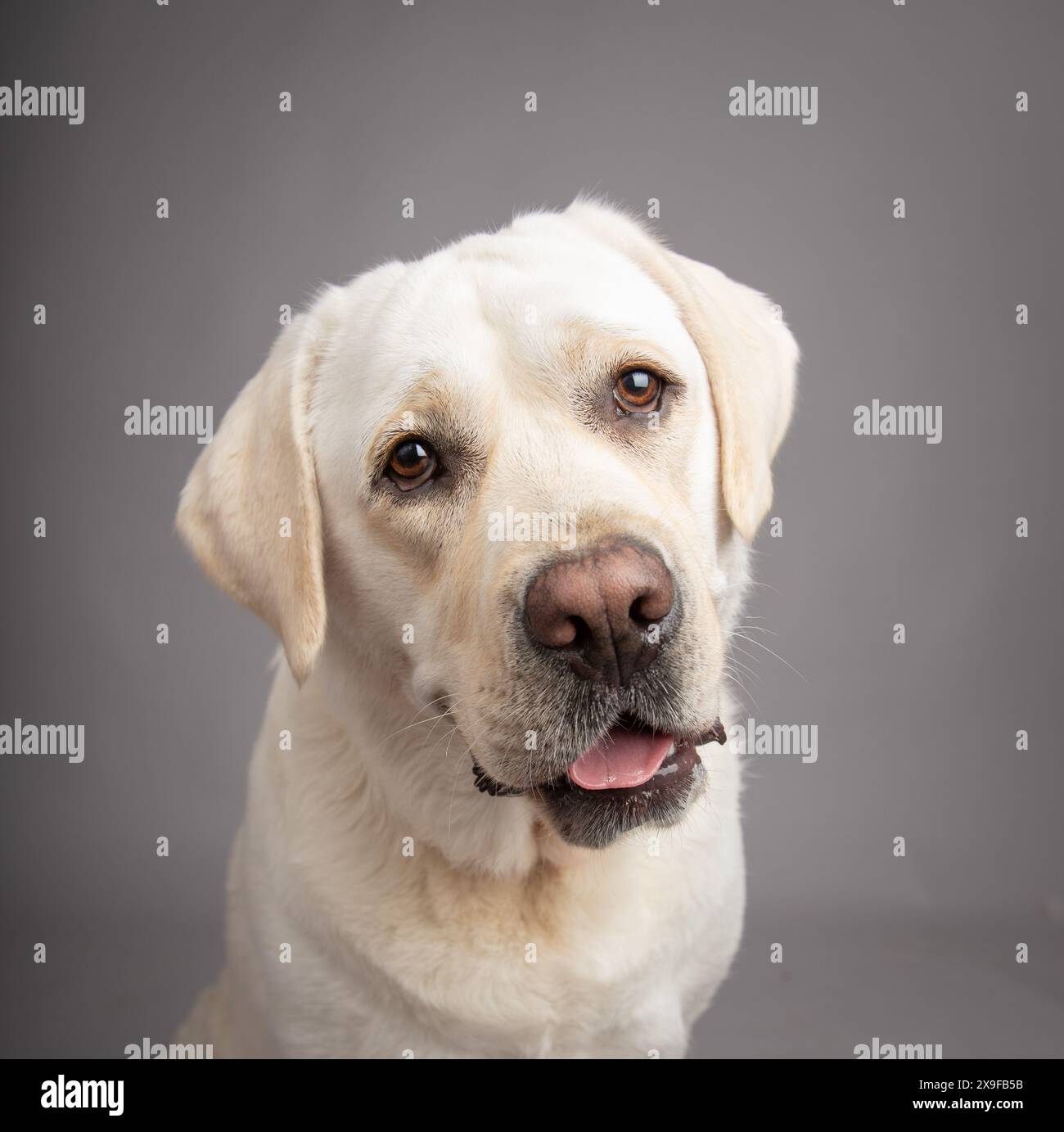 Ritratto di un labrador retriever bianco seduto di fronte a uno sfondo grigio Foto Stock Ritratto di un labrador retriever bianco seduto di fronte a uno sfondo grigio Foto Stock