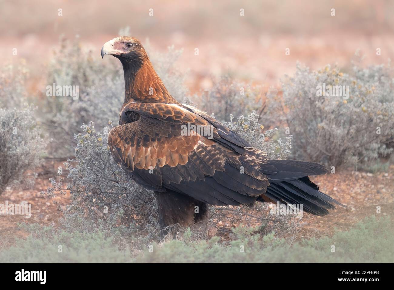 Ritratto di un'aquila selvatica dalla coda a cuneo (Aquila audax) in piedi nell'habitat della macchia salata, Australia Foto Stock