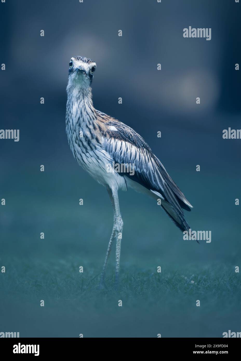 Ritratto di un boscaglia selvaggio (Burhinus grallarius) al crepuscolo in piedi su un prato erboso in un bosco, in Australia Foto Stock