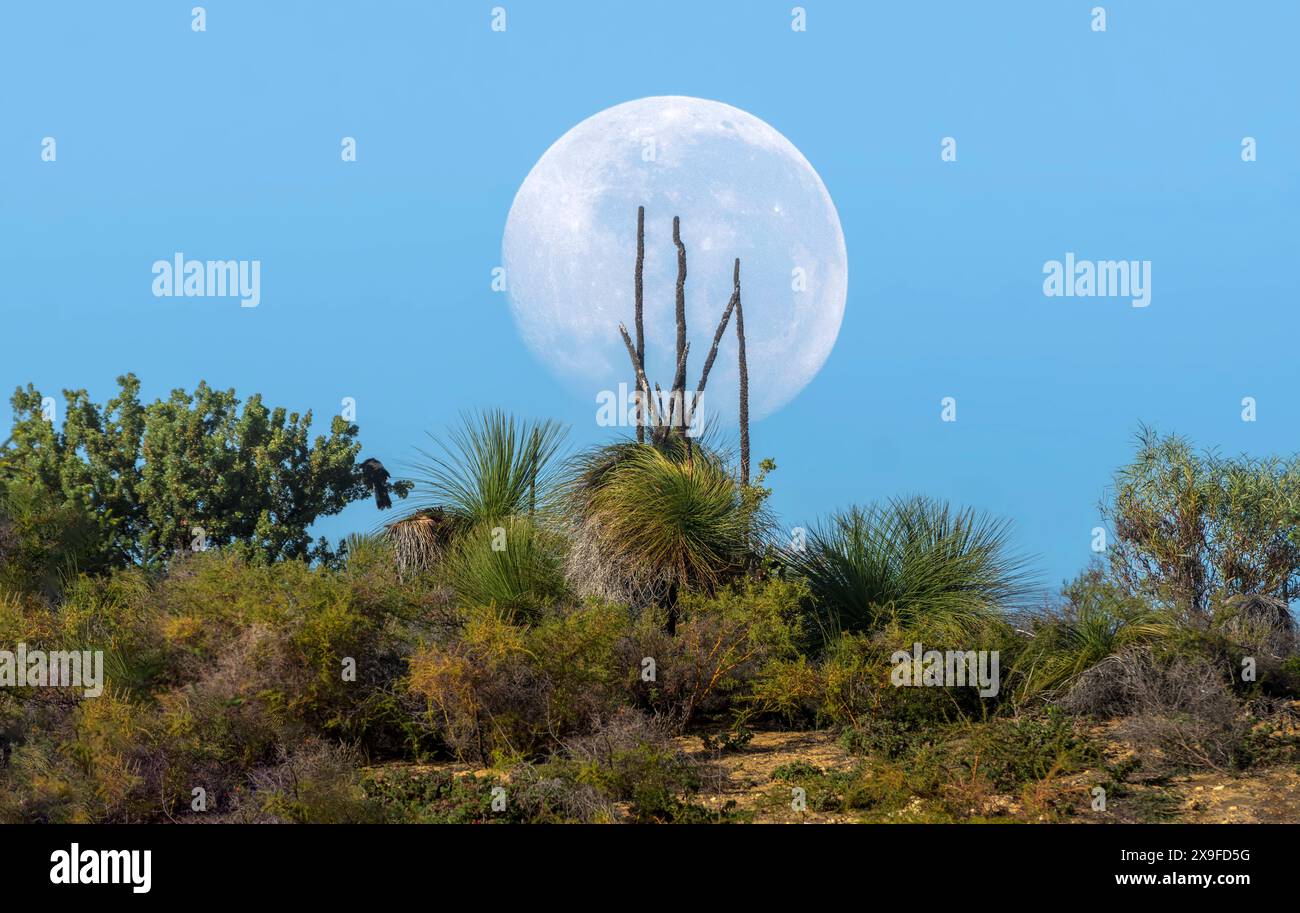 Luna piena sul lussureggiante paesaggio dell'entroterra, Perth, Australia Occidentale, Australia Foto Stock