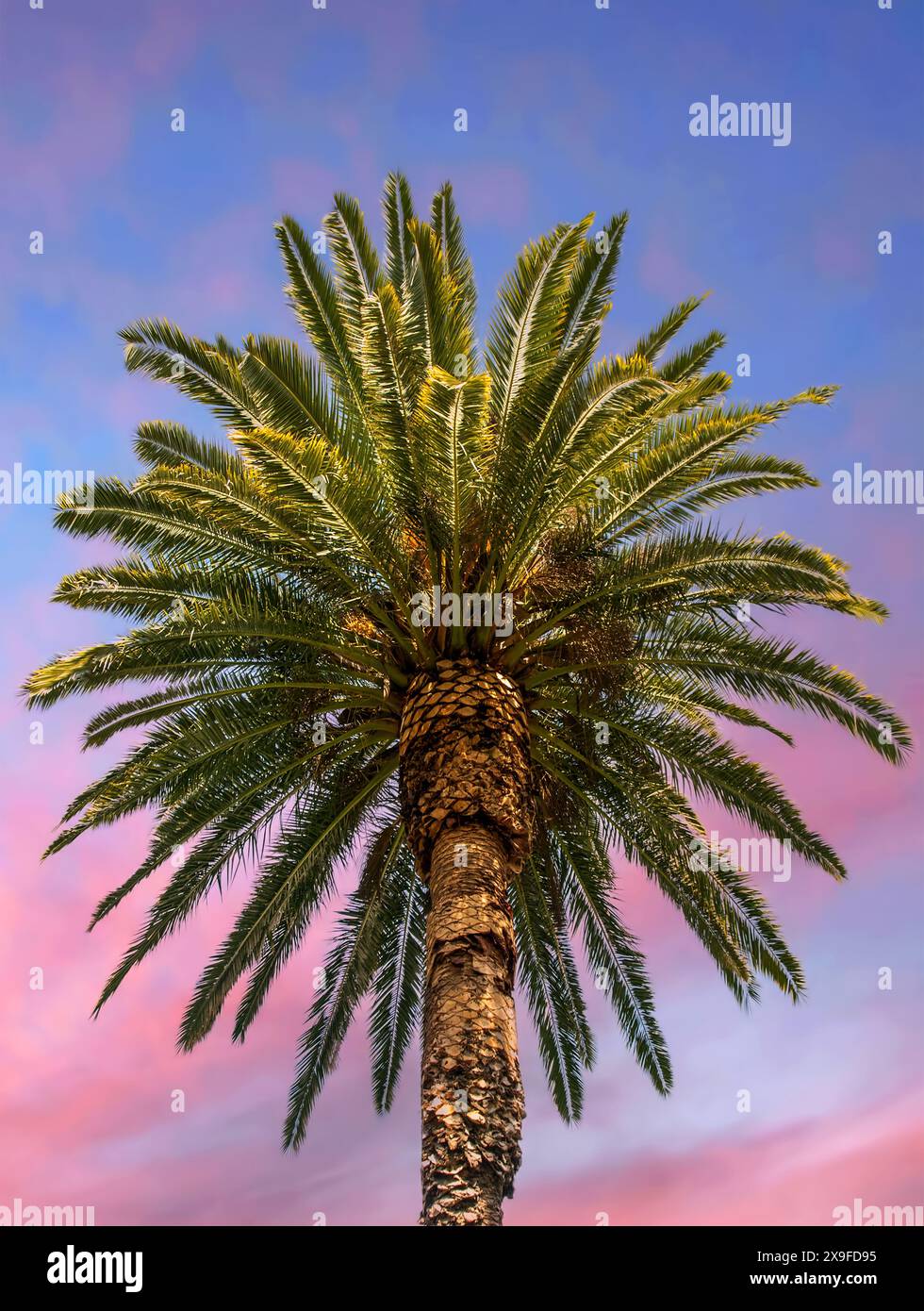 Vista ad angolo basso di una palma tropicale contro un romantico cielo rosa, Australia Foto Stock