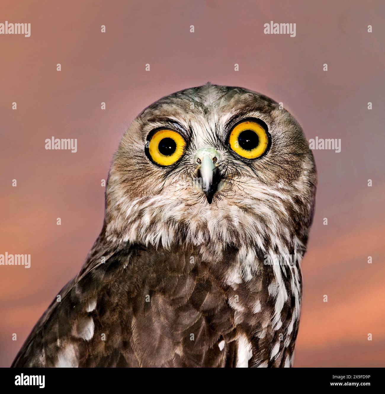 Ritratto ravvicinato di un gufo che abbaia (Ninox connivens), Australia Foto Stock