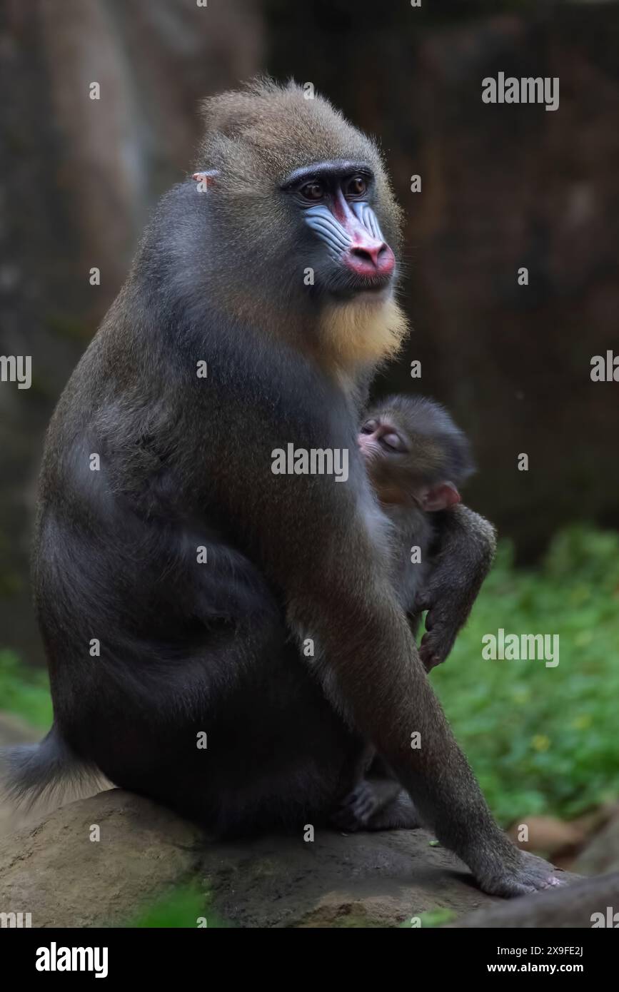 Ritratto ravvicinato di un mandriano femminile con il suo bambino, Indonesia Foto Stock