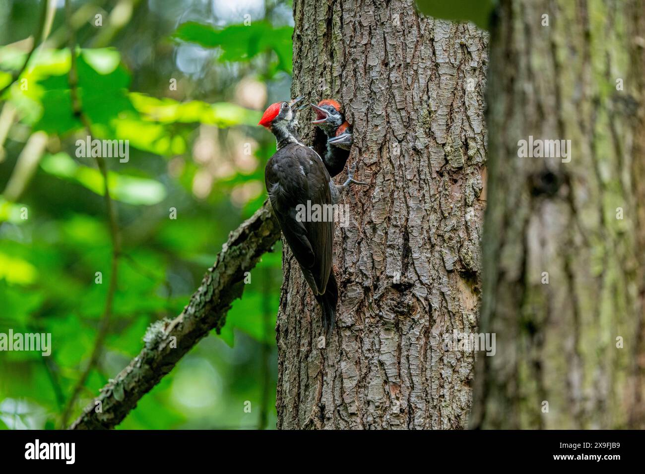 Una donna Pileated Woodpecker Dryocopus pileatus sta nutrendo i suoi pulcini in un nido in un albero in un parco a Kirkland, nello stato di Washington, Stati Uniti. Foto Stock