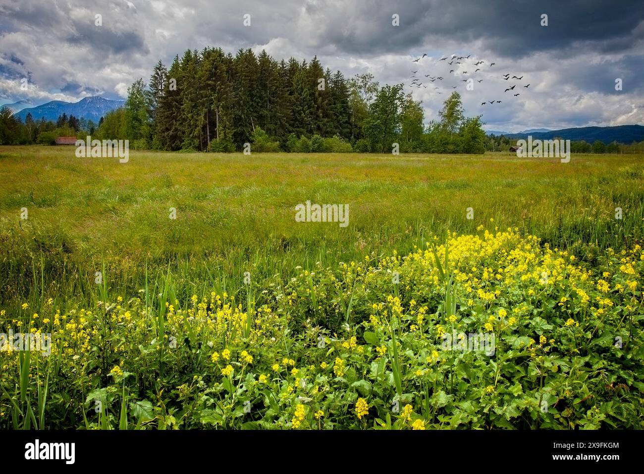 DE - BAVIERA: Loisach Moorland, vicino a Bichl, Oberbayern, Germania Foto Stock