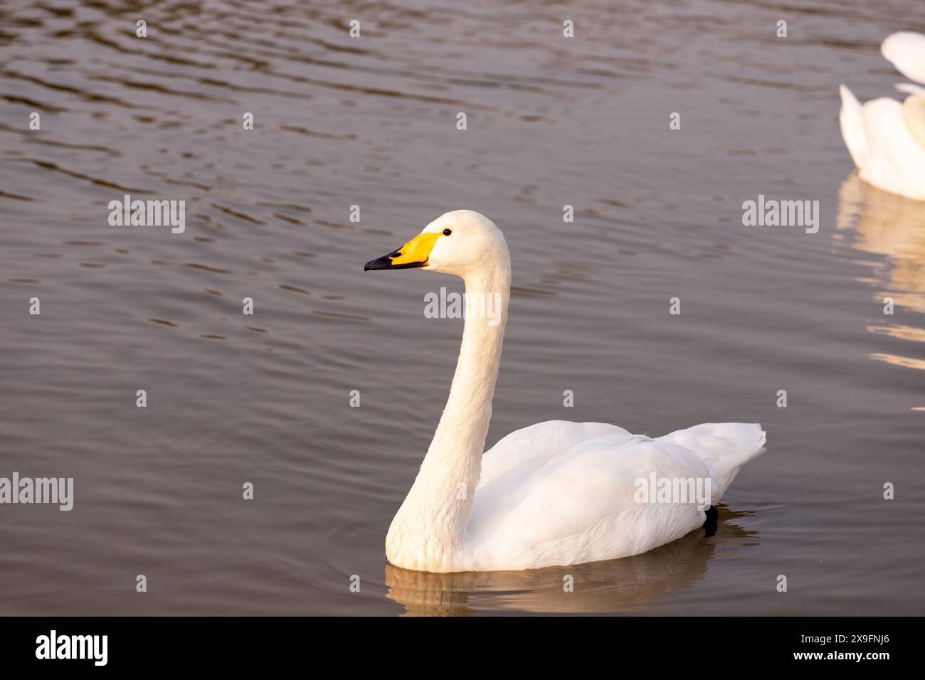 Bellissimi cigni bianchi sul lago. Parco con un lago nella città di Ganja. Azerbaigian. Foto Stock