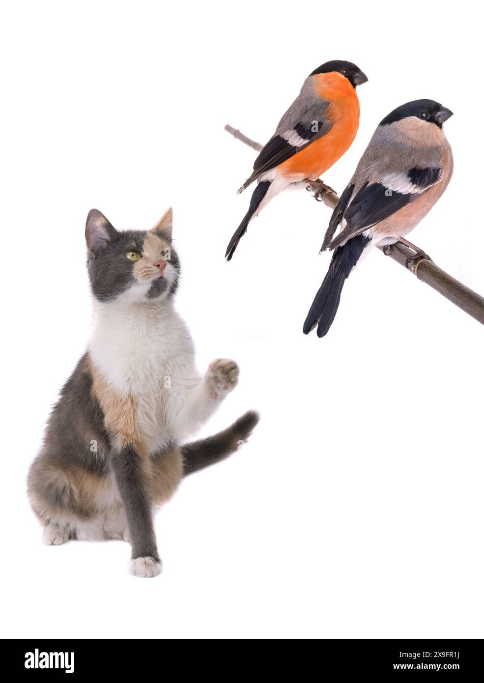 bullfinch e gatto con zampa rialzata su sfondo bianco Foto Stock