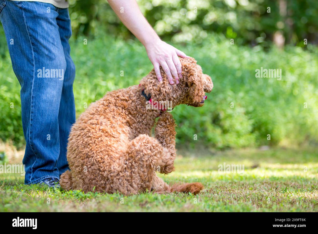 Un cane di razza mista Golden Retriever x Poodle, noto anche come Goldendoodle, che gratta il collo con il piede posteriore Foto Stock