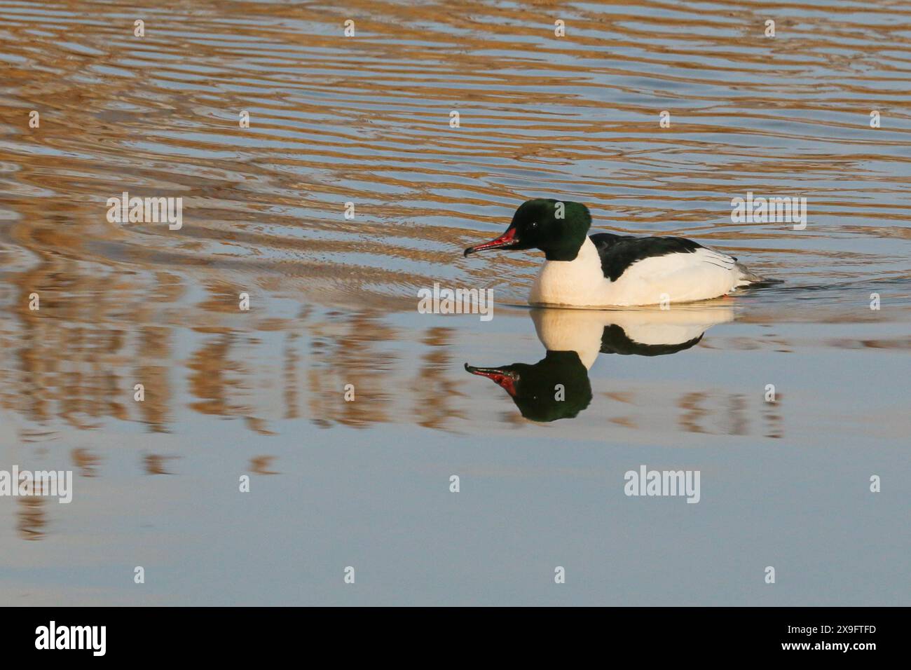 Merganser comune maschile e suo riflesso nello stagno (Mergus merganser) Foto Stock