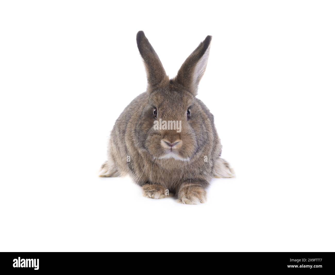 Sfondo bianco studio isolato immagini e fotografie stock ad alta ...