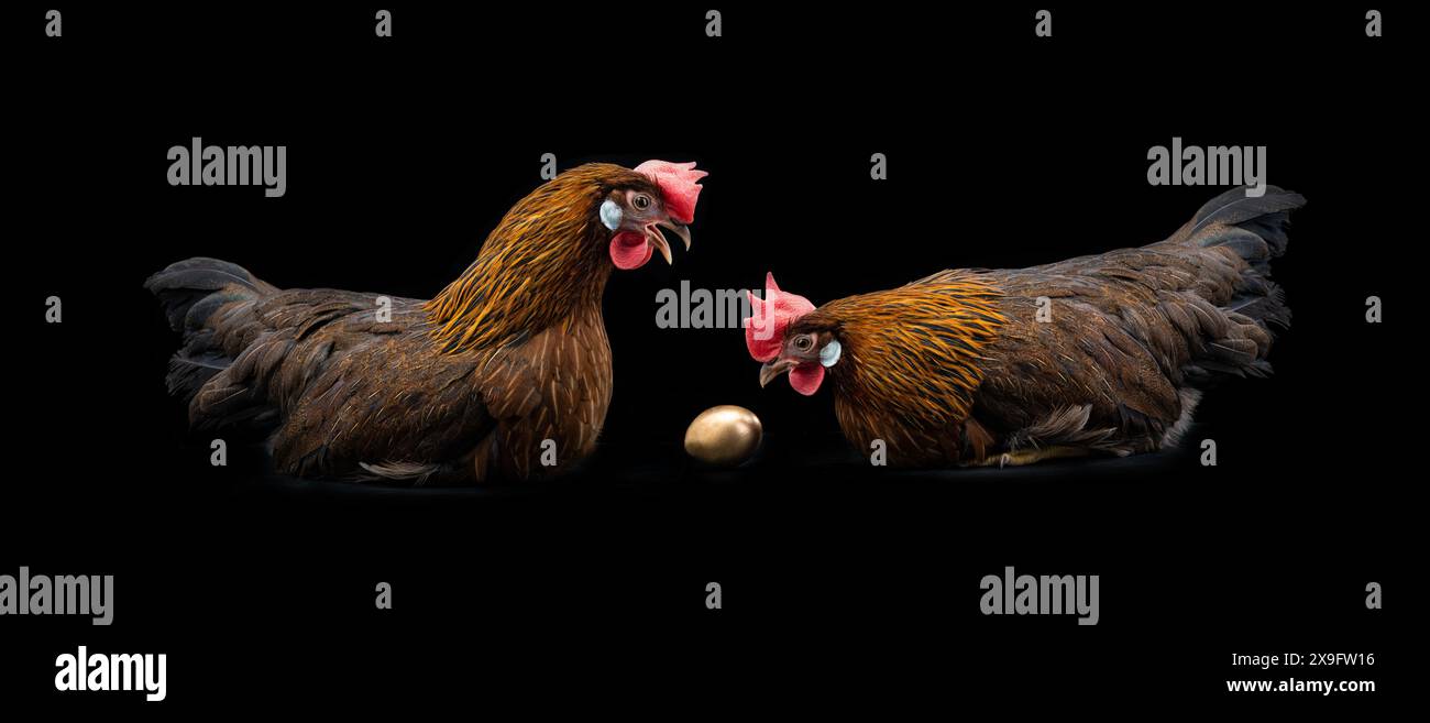 due polli sono seduti vicino a un uovo d'oro e parlano su uno sfondo nero, una trama fiabesca Foto Stock