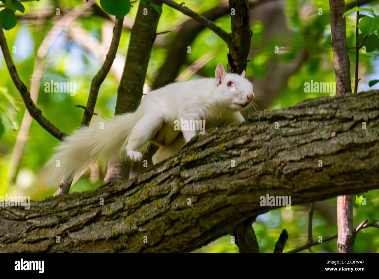 Uno scoiattolo grigio americano albino si fa strada lungo un ramo suggerendo con attenzione difficoltà di vista. Foto Stock