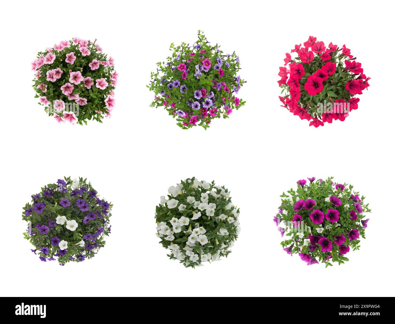collage di fiori isolati su sfondo bianco Foto Stock