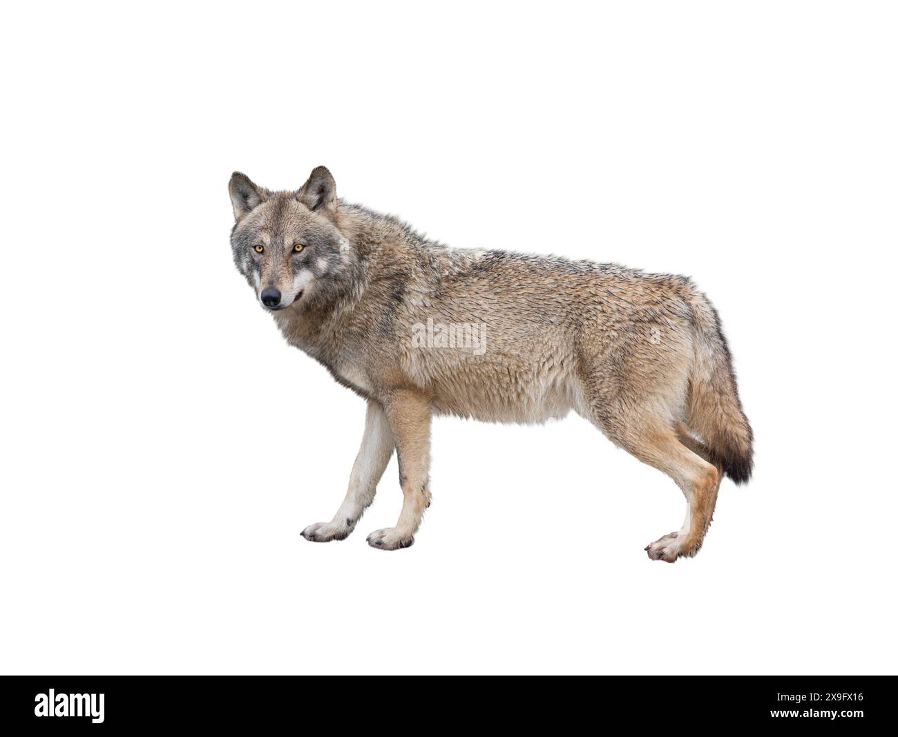 lei-lupo isolata su sfondo bianco Foto Stock