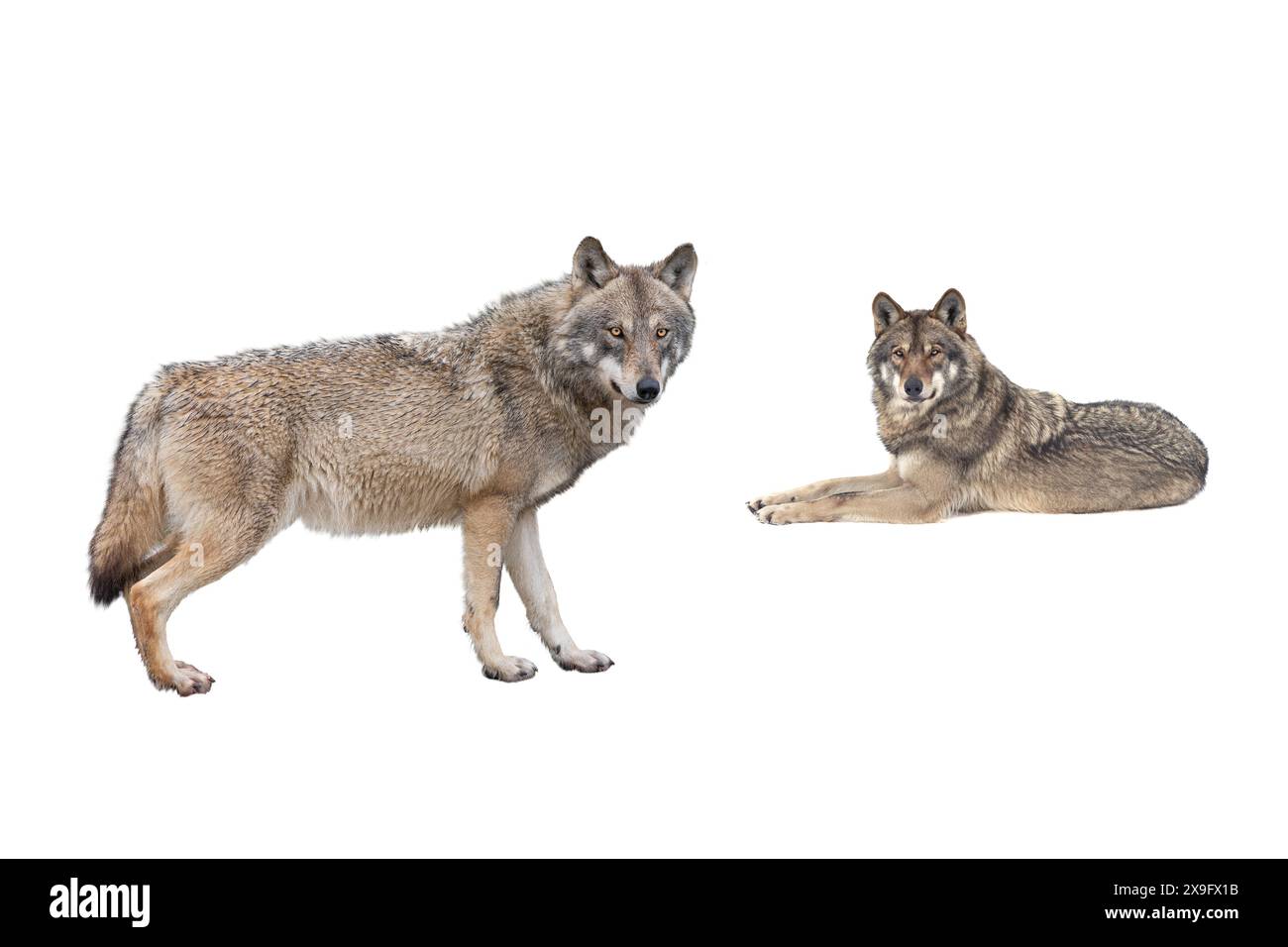 wolf e lei-lupo isolati su sfondo bianco Foto Stock