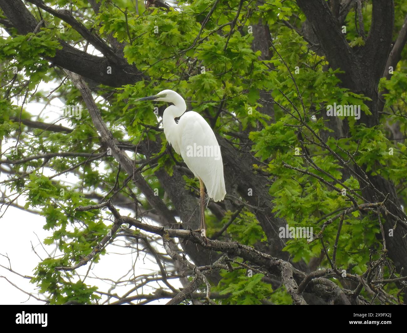 egret arroccato su un albero nella foresta Foto Stock