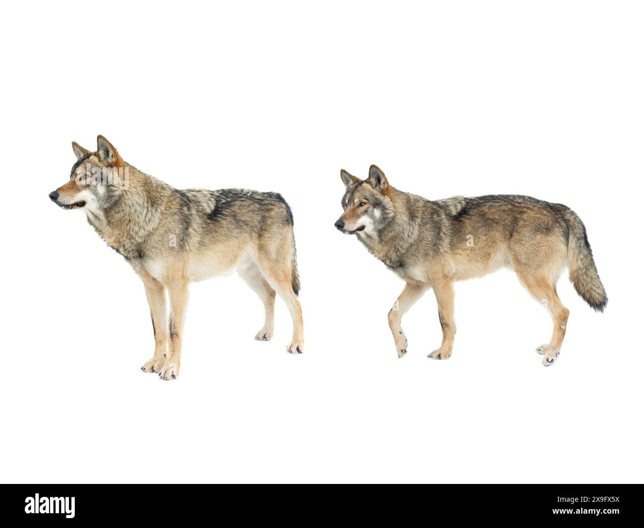 wolf e lei-lupo isolati su sfondo bianco Foto Stock